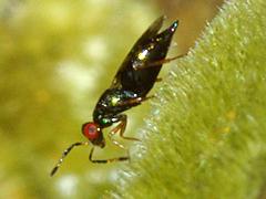 Eulophid (Chalcid Wasp)